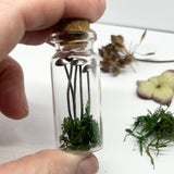 Sterling Silver Curiosity- mini mushrooms / toadstools in a bottle