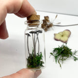 Sterling Silver Curiosity- mini mushrooms / toadstools in a bottle