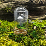 Sterling Silver Curiosity- snail and mushroom / toadstool cloche mini glass dome