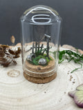 Sterling Silver Curiosity- garden 1 mini glass dome
